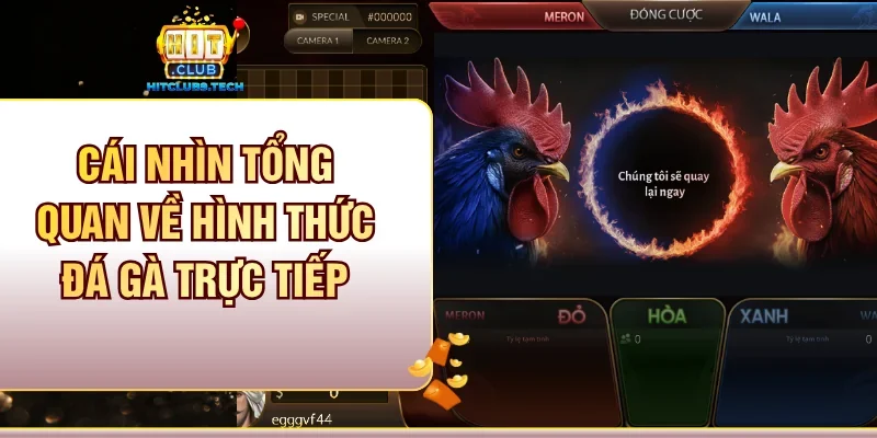 Cái nhìn tổng quan về hình thức Đá gà trực tiếp