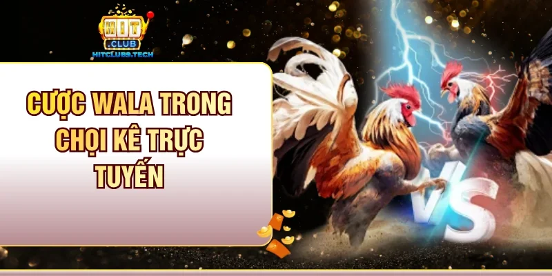Cược Wala trong chọi kê trực tuyến