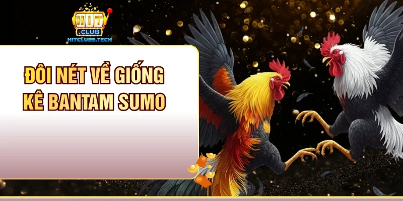 Đôi nét về giống kê Bantam Sumo