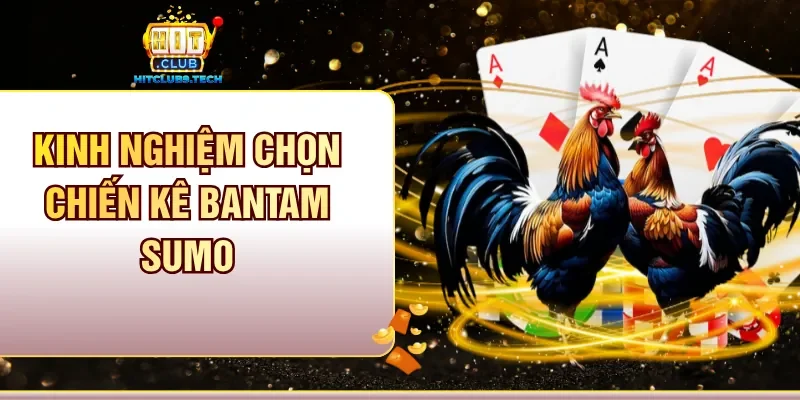 Kinh nghiệm chọn chiến kê Bantam Sumo