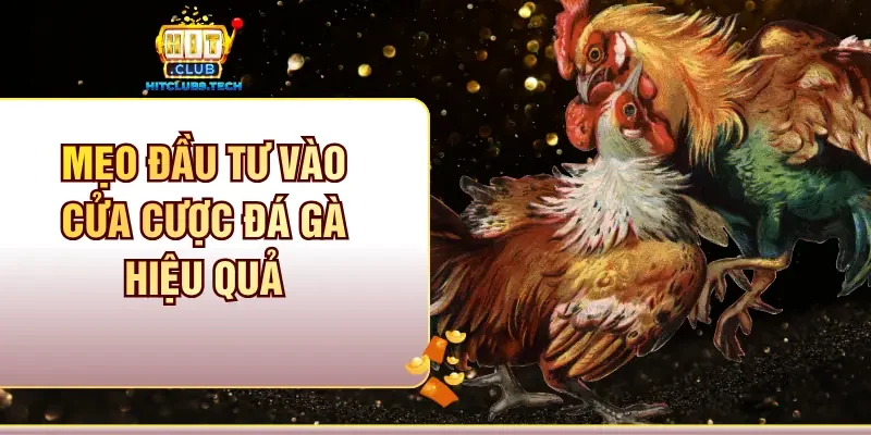 Mẹo đầu tư vào cửa cược đá gà hiệu quả