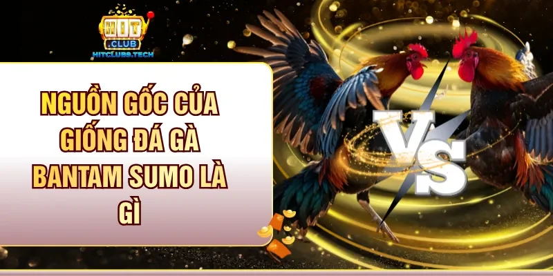 Nguồn gốc của giống đá gà Bantam Sumo là gì